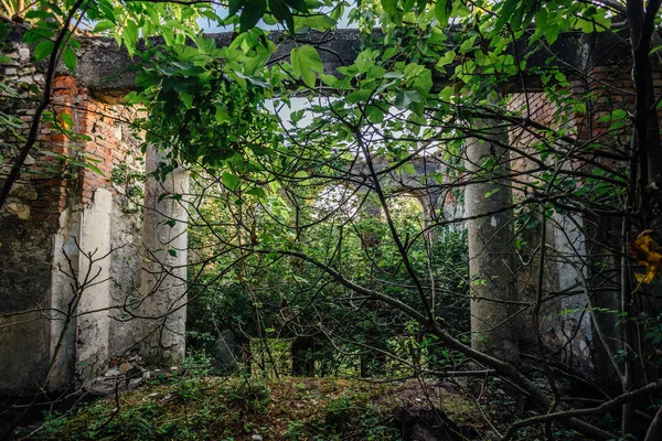 Destroyed by war,overgrown ruins of apartment house — Stock Photo, Image