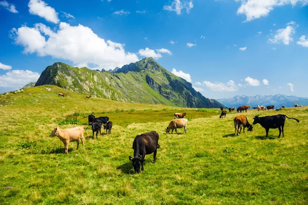 Krowy i konie w górskich pastwiskach łąkowych — Zdjęcie stockowe