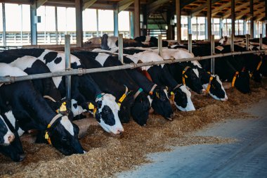 Holstein Frizya günlük inekleri ücretsiz çiftlik hayvanları ahırında