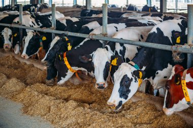 Holstein Frizya günlük inekleri ücretsiz çiftlik hayvanları ahırında