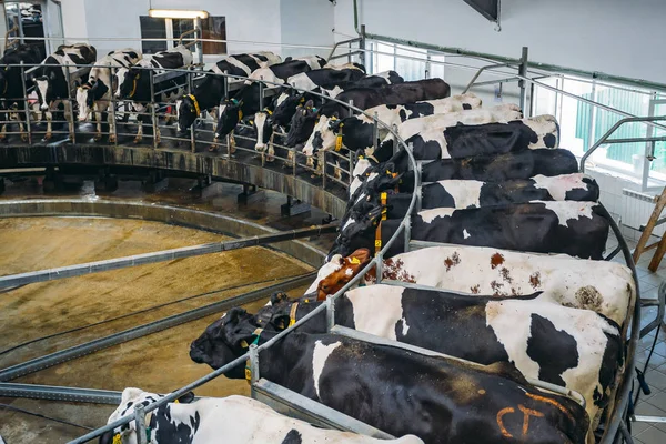 Milking cows by automatic industrial milking rotary system in mo — Stock Photo, Image