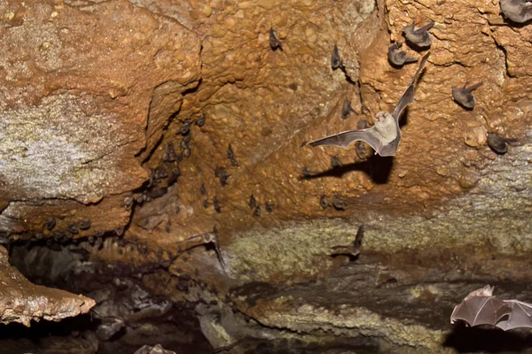 Yarasalarla dolu doğal mağara. — Stok fotoğraf