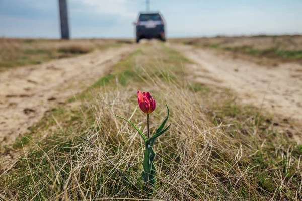 Flor de tulipa vermelha no meio de uma estrada rural no carro jipe backg — Fotografia de Stock