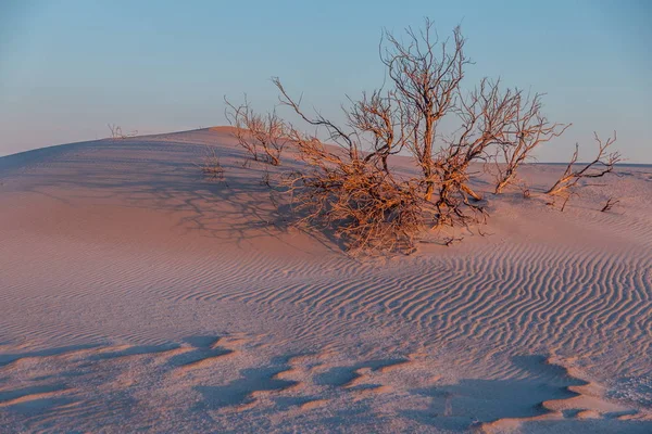 Färgstark kväll i öknen. Landskap med sanddyner och dvärg t — Stockfoto