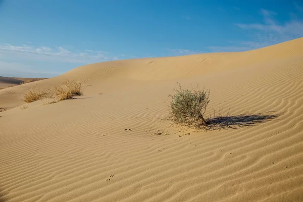 Paysage désertique naturel, dunes de sable, buissons — Photo
