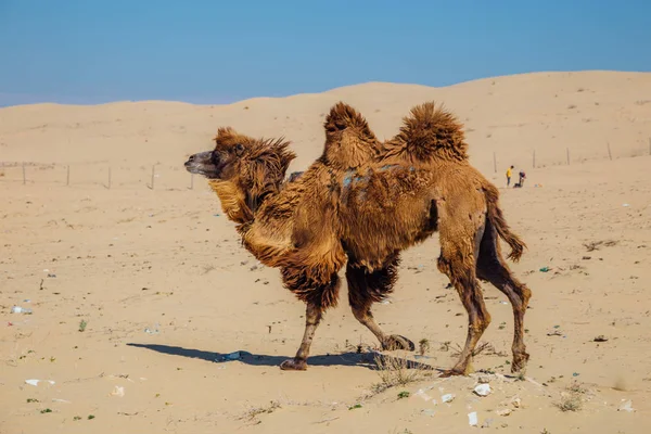 Bieganie domowej brązowy baktryjscy dwa-humped wielbłąda na pustyni ka — Zdjęcie stockowe