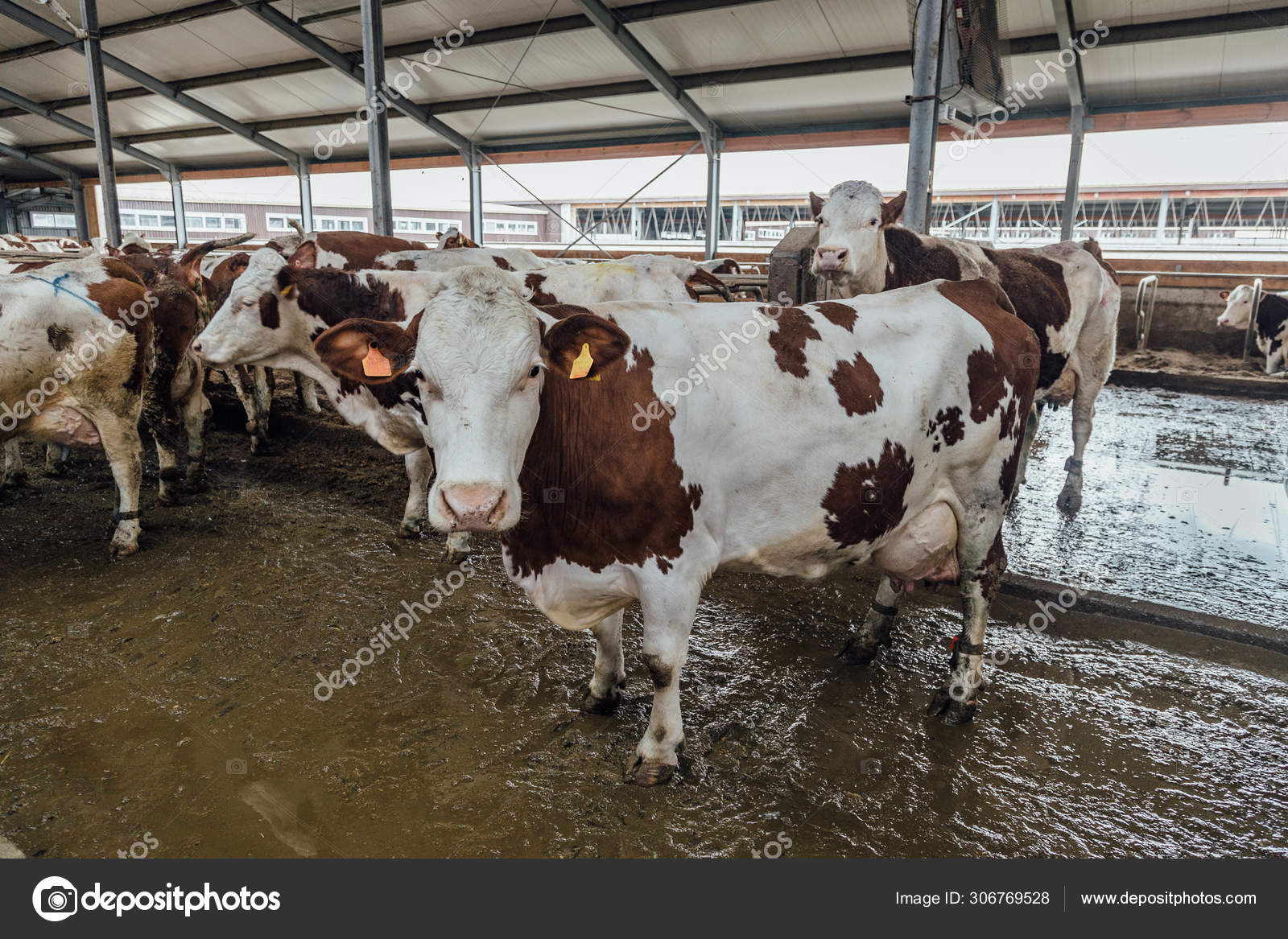 蒙贝利亚德的奶牛在自由牲畜摊上繁殖 图库照片 C Mulderphoto