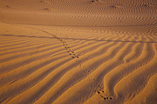 Dune du désert avec trace de jerboa — Photo