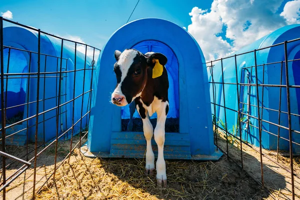 Jeune veau dans un poulailler bleu à la ferme du journal — Photo