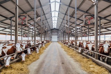 Breeding of cows in free livestock stall  clipart