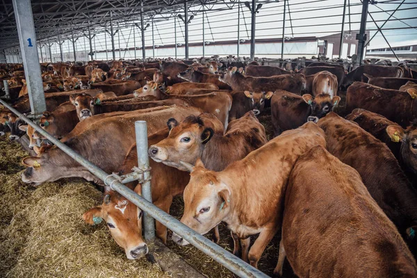 Rebanho de vacas leiteiras Jersey em uma banca de gado livre — Fotografia de Stock