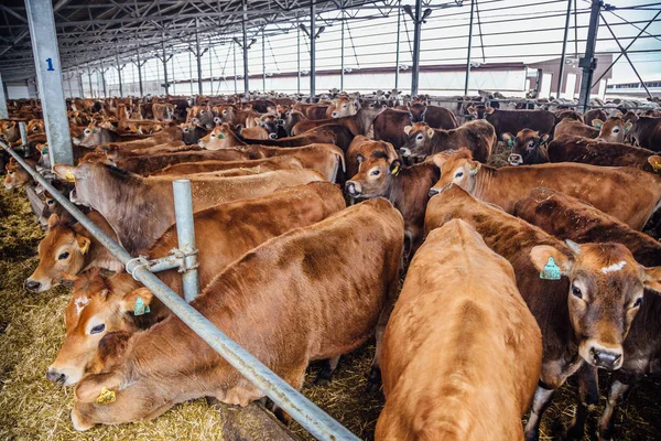 在免费牲畜摊的泽西奶牛群 — 图库照片