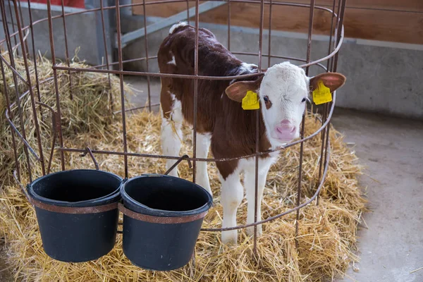 Jeune veau race Montbliard dans une cage avec paille — Photo