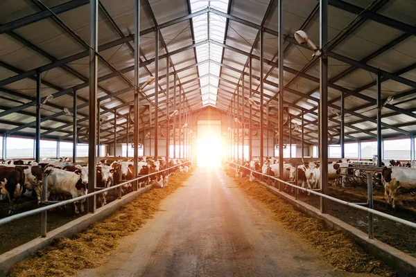 Εκτροφή αγελάδων στο στάβλο ελεύθερη κτηνοτροφία — Φωτογραφία Αρχείου