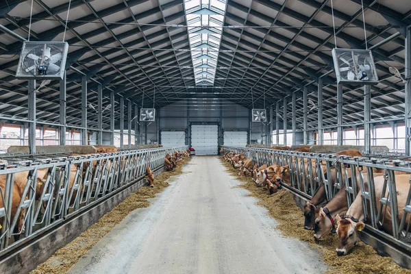 Zucht von Jersey-Tagebuchkühen im Freilandstall — Stockfoto