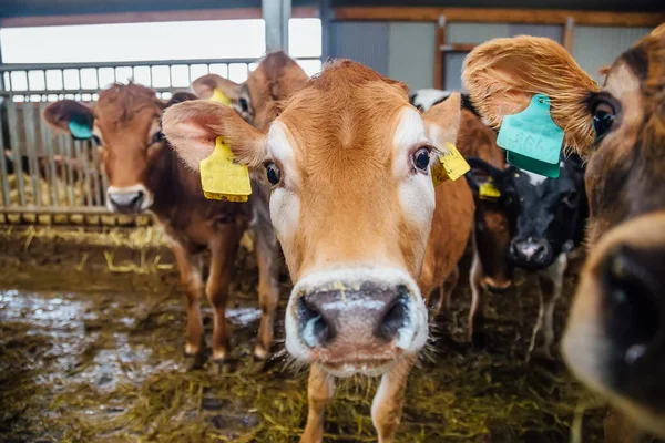 Museau de la vache du Jersey se reproduisent dans l'étable libre. C — Photo