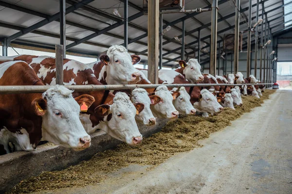 Vacas leiteiras em uma banca de gado livre — Fotografia de Stock