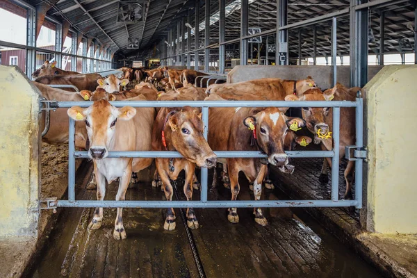 Jersey breeding dairy cows in a free livestock stall