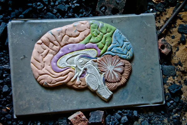 Velho modelo plástico de cérebro humano na escola abandonada — Fotografia de Stock