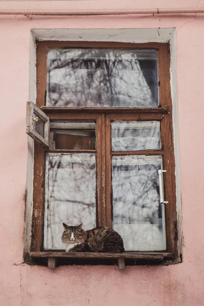 Katt sitter på ett fönster av gammalt hus — Stockfoto