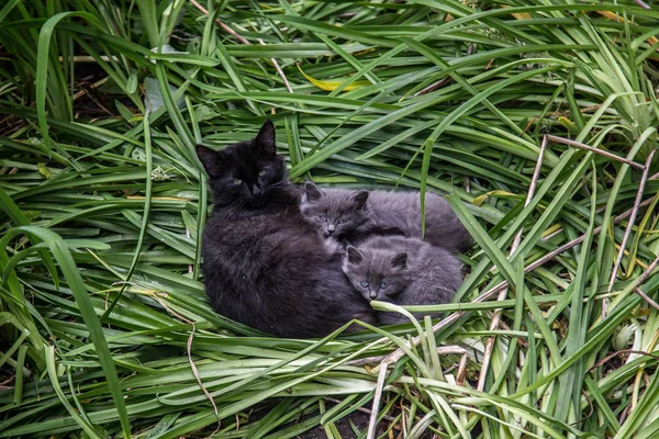 Cat's family. Cute lovely fluffy black cat with two gray kittens