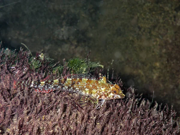 Gurnard di pesce di piccole dimensioni sul fondo del Mar Nero — Foto Stock