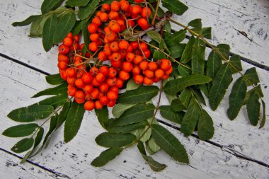 Beyaz ahşap masa üzerinde yeşil yaprakları ile Rowan. Üstte görüntü 