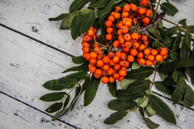Beyaz ahşap masa üzerinde yeşil yaprakları ile Rowan. Üstte görüntü 