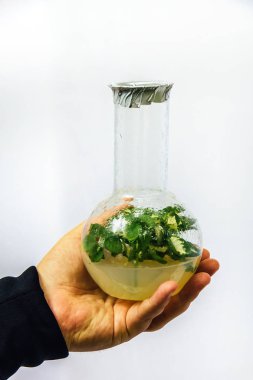 R besin orta bir in vitro klonlanmış mikrobitki ile Flask