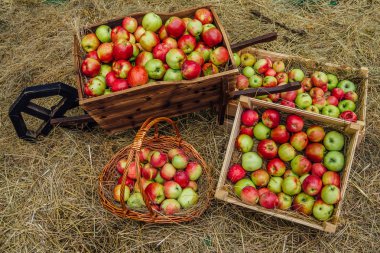 Kutuve sepetlerde saman üzerinde yatan yeşil-kırmızı elmalar. Hasat co
