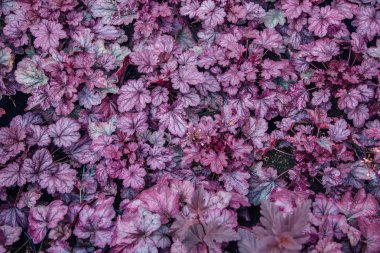 Heuchera bitkileri üst görünümü. Heuchera oyulmuş parlak yaprakları