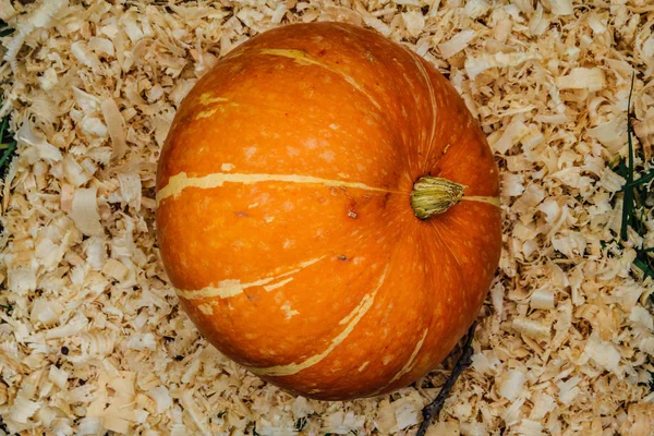 Vue de dessus de citrouille dans la sciure de bois — Photo