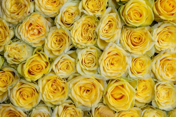 Yellow natural roses background