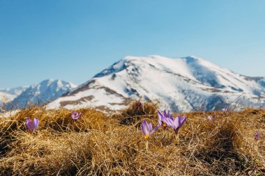 Kafkasya 'nın karlı zirvelerinin arka planında mor timsahlar