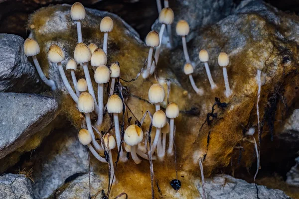 Underground mushrooms. Glistening Inkcap mushroom Coprinellus mi — Stock Photo, Image