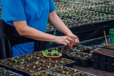 Saksılara fidanlar ekiyorum.