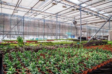 Cul için iklim kontrol sistemine sahip modern hidroponik sera
