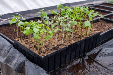 Kutup tohumları (köklü kesikler) çoklu hücre yetiştirme tepsileri
