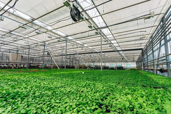 Serre hydroponique moderne avec système de climatisation pour cul — Photo