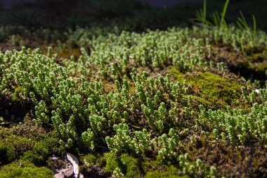 Güneşli ormanda yosun. Görüntüyü kapat