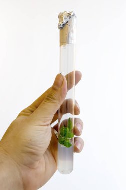 Klonlanmış mikro bitkilerle test tüpü olan bir adamın eli.  