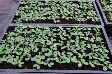 Pit mayınını aç, İHA 'dan hava görüntüsü.