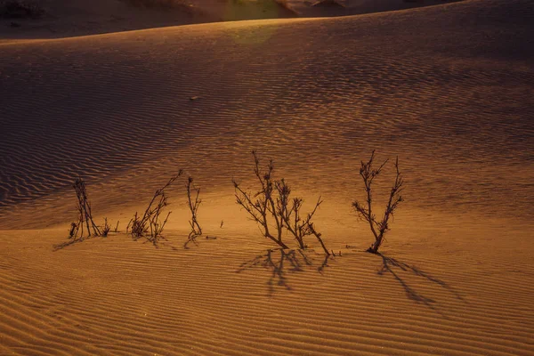 Arbusto espinhoso seco no deserto — Fotografia de Stock