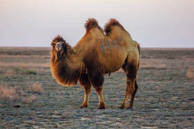 Kazakistan çölünde yerli kahverengi baktrian iki kambur deve
