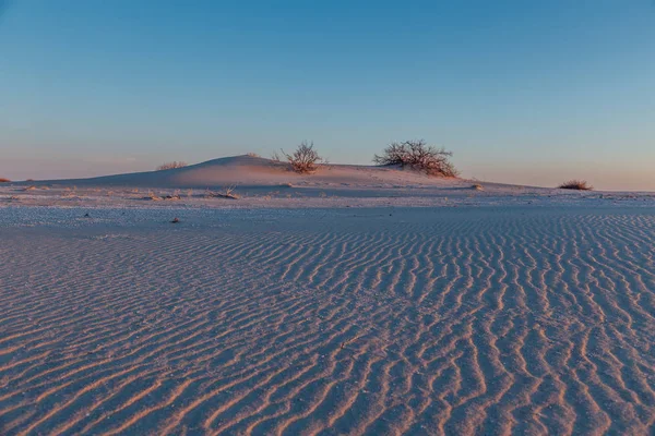 Colorful evening in the desert. Landscape with dunes and dwarf t — Stock Photo, Image