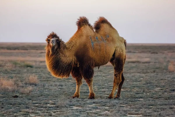 Házi barna kétpúpú két-humped teve sivatagban Kazahsztán — Stock Fotó