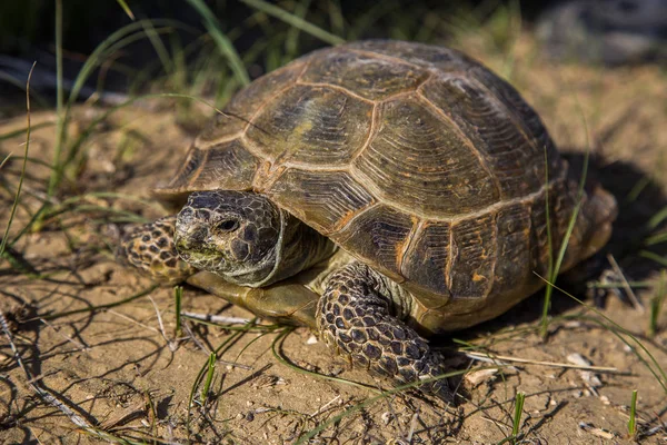 Tartaruga del deserto nella fauna selvatica, vista da vicino — Foto Stock