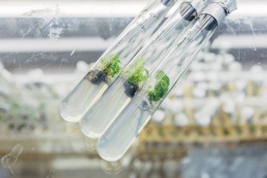 Tu ile test edilen klonlanmış meşe bitkilerinin yakın görüntüsü