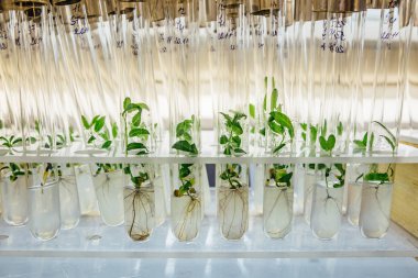 Cloned gene modified micro plants in test tubes with nutrient me