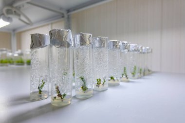 Test tüplerinde klonlanmış dekoratif mikro bitkiler ve besleyici mediu.